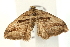  ( - UKLB35D01.fail1)  @11 [ ] CreativeCommons - Attribution (2009) Unspecified Centre for Biodiversity Genomics