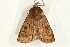  ( - UKLB35D12)  @13 [ ] CreativeCommons - Attribution (2009) Unspecified Centre for Biodiversity Genomics