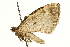  ( - UKLB35G11)  @12 [ ] CreativeCommons - Attribution (2009) Unspecified Centre for Biodiversity Genomics