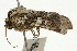  ( - UKLB42B01)  @13 [ ] CreativeCommons - Attribution (2009) Unspecified Centre for Biodiversity Genomics
