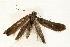  (Glyphipterix fuscoviridella - UKLB42F01)  @14 [ ] CreativeCommons - Attribution (2009) Unspecified Centre for Biodiversity Genomics