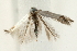  ( - UKLB34D03)  @13 [ ] CreativeCommons - Attribution (2010) Unspecified Centre for Biodiversity Genomics
