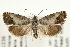  ( - UKLB40G01)  @14 [ ] CreativeCommons - Attribution (2010) Unspecified Centre for Biodiversity Genomics