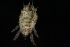  ( - 08DPMIT-0180)  @12 [ ] CreativeCommons - Attribution (2008) Unspecified Centre for Biodiversity Genomics