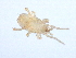  (Gamasellus sp. JCS07 - 08DPMIT-0028)  @14 [ ] CreativeCommons - Attribution (2008) Unspecified Centre for Biodiversity Genomics