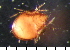  ( - 08DPMIT-0271)  @13 [ ] CreativeCommons - Attribution (2010) Unspecified Centre for Biodiversity Genomics