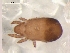  (Trhypochthonius cladonicola - DPMIT-29-23)  @14 [ ] CreativeCommons - Attribution (2010) David Porco Centre for Biodiversity Genomics
