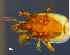 ( - DPMIT-27-54)  @12 [ ] CreativeCommons - Attribution (2014) CBG Photography Group Centre for Biodiversity Genomics