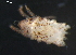  ( - DPMIT-34-75)  @13 [ ] CreativeCommons - Attribution (2010) CBG Photography Group Centre for Biodiversity Genomics