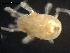  ( - DPMIT-36-57)  @11 [ ] CreativeCommons - Attribution (2010) CBG Photography Group Centre for Biodiversity Genomics