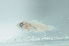  ( - CHA23_100)  @11 [ ] Unspecified (default): All Rights Reserved  Unspecified Unspecified