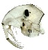  ( - NVO.ins2018-232)  @11 [ ] CreativeCommons - Attribution Share-Alike (2018) Unspecified Regional Museum of Lapland