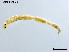  ( - CHLA553)  @11 [ ] CreativeCommons-Attribution Non-Commercial Share-Alike (2020) Xiaolong Lin Nankai University, College of Life Sciences