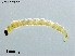  (Eukiefferiella yasunoi - CHLA572)  @11 [ ] CreativeCommons-Attribution Non-Commercial Share-Alike (2020) Xiaolong Lin Nankai University, College of Life Sciences