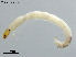  (Thienemannimyia sp. 5XL - CHLA578)  @11 [ ] CreativeCommons-Attribution Non-Commercial Share-Alike (2020) Xiaolong Lin Nankai University, College of Life Sciences