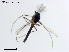  (Rheocricotopus taiwanensis - DGD03)  @11 [ ] CreativeCommons-Attribution Non-Commercial Share-Alike (2020) Xiaolong Lin Nankai University, College of Life Sciences