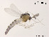  (Cricotopus sp. 7CSG - XL1020)  @13 [ ] CreativeCommons - Attribution Non-Commercial Share-Alike (2019) Xiaolong Lin College of Life Sciences, Nankai University