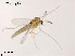  (Parametriocnemus sp. 2XL - XL1054)  @11 [ ] CreativeCommons - Attribution Non-Commercial Share-Alike (2019) Xiaolong Lin College of Life Sciences, Nankai University