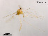  (Thienemannimyia - XL1155)  @14 [ ] CreativeCommons - Attribution Non-Commercial Share-Alike (2019) Xiaolong Lin College of Life Sciences, Nankai University