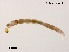  (Rheocricotopus sp. 16XL - XL1294)  @11 [ ] CreativeCommons-Attribution Non-Commercial Share-Alike (2020) Xiaolong Lin Nankai University, College of Life Sciences