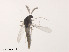  (Cricotopus tamaater - XL1307)  @11 [ ] CreativeCommons - Attribution Non-Commercial Share-Alike (2019) Xiaolong Lin College of Life Sciences, Nankai University