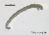  (Cricotopus ornatipes - XL131)  @11 [ ] CreativeCommons-Attribution Non-Commercial Share-Alike (2020) Xiaolong Lin Nankai University, College of Life Sciences