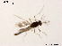  (Heleniella nebulosa - XL1408)  @11 [ ] CreativeCommons - Attribution Non-Commercial Share-Alike (2018) Xiaolong Lin College of Life Sciences, Nankai University