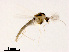  (Cricotopus sp. 1XL - XL1476)  @11 [ ] CreativeCommons - Attribution Non-Commercial Share-Alike (2019) Xiaolong Lin College of Life Sciences, Nankai University
