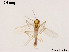  (Compterosmittia - XL1504)  @11 [ ] CreativeCommons - Attribution Non-Commercial Share-Alike (2019) Xiaolong Lin College of Life Sciences, Nankai University