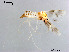  (Thienemannimyia fusciceps - XL1585)  @13 [ ] CreativeCommons - Attribution Non-Commercial Share-Alike (2019) Xiaolong Lin College of Life Sciences, Nankai University