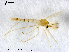 (Conchapelopia sp. 5XL - XL1632)  @12 [ ] CreativeCommons - Attribution Non-Commercial Share-Alike (2019) Xiaolong Lin College of Life Sciences, Nankai University