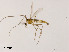  (Rheocricotopus kongi - XL1856)  @11 [ ] CreativeCommons - Attribution Non-Commercial (2020) Xiaolong Lin Nankai University, College of Life Sciences