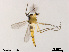  (Rheocricotopus sp. 9XL - XL1976)  @11 [ ] CreativeCommons - Attribution Non-Commercial Share-Alike (2018) Xiaolong Lin College of Life Sciences, Nankai University