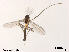  (Rheocricotopus sp. 7XL - XL2018)  @11 [ ] CreativeCommons - Attribution Non-Commercial Share-Alike (2018) Xiaolong Lin College of Life Sciences, Nankai University
