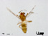  (Cricotopus cf. metatibialis - XL2167)  @11 [ ] CreativeCommons - Attribution Non-Commercial Share-Alike (2019) Xiaolong Lin College of Life Sciences, Nankai University