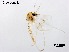  (Thienemannimyia sp. 8XL - XL2509)  @11 [ ] CreativeCommons-Attribution Non-Commercial Share-Alike (2020) Xiaolong Lin Nankai University, College of Life Sciences