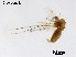  (Ablabesmyia sp. JC-2015 - XL2556)  @11 [ ] CreativeCommons-Attribution Non-Commercial Share-Alike (2020) Xiaolong Lin Nankai University, College of Life Sciences