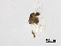  (Thienemanniella curvare - XL2666)  @11 [ ] CreativeCommons-Attribution Non-Commercial Share-Alike (2020) Xiaolong Lin Nankai University, College of Life Sciences
