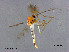  (Conchapelopia togamaculosa - XL2771)  @14 [ ] CreativeCommons - Attribution Non-Commercial Share-Alike (2019) Xiaolong Lin College of Life Sciences, Nankai University