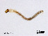  (Paratrissocladius - XL2871)  @11 [ ] CreativeCommons - Attribution Non-Commercial Share-Alike (2019) Xiaolong Lin College of Life Sciences, Nankai University