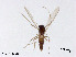  (Rheocricotopus sp. 15XL - XL3007)  @11 [ ] CreativeCommons - Attribution Non-Commercial Share-Alike (2019) Xiaolong Lin College of Life Sciences, Nankai University