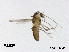  (Rheocricotopus nigrus - XL3018)  @11 [ ] CreativeCommons - Attribution Non-Commercial Share-Alike (2019) Xiaolong Lin College of Life Sciences, Nankai University