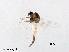 (Ablabesmyia sp. 13XL - XL3036)  @11 [ ] CreativeCommons - Attribution Non-Commercial Share-Alike (2019) Xiaolong Lin College of Life Sciences, Nankai University