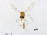  (Ablabesmyia sp. 7XL - XL3043)  @11 [ ] CreativeCommons - Attribution Non-Commercial Share-Alike (2019) Xiaolong Lin College of Life Sciences, Nankai University