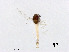  (Ablabesmyia sp. 16XL - XL3044)  @11 [ ] CreativeCommons - Attribution Non-Commercial Share-Alike (2019) Xiaolong Lin College of Life Sciences, Nankai University