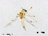  (Thienemannimyia sp. 7XL - XL3045)  @11 [ ] CreativeCommons - Attribution Non-Commercial Share-Alike (2019) Xiaolong Lin College of Life Sciences, Nankai University