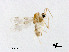  (Conchapelopia sp. 8XL - XL3051)  @11 [ ] CreativeCommons - Attribution Non-Commercial Share-Alike (2019) Xiaolong Lin College of Life Sciences, Nankai University