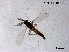  (Rheocricotopus sp. 18XL - XL3265)  @11 [ ] CreativeCommons-Attribution Non-Commercial Share-Alike (2020) Xiaolong Lin Nankai University, College of Life Sciences