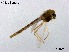  (Euryhapsis fuscipropes - XL3346)  @11 [ ] CreativeCommons-Attribution Non-Commercial Share-Alike (2020) Xiaolong Lin Nankai University, College of Life Sciences