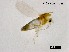  (Eukiefferiella chuzeoctava - XL3468)  @11 [ ] CreativeCommons-Attribution Non-Commercial Share-Alike (2020) Xiaolong Lin Nankai University, College of Life Sciences